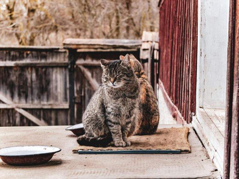 Helping Shelter Cats Settle In: What a Calm First Week Looks Like