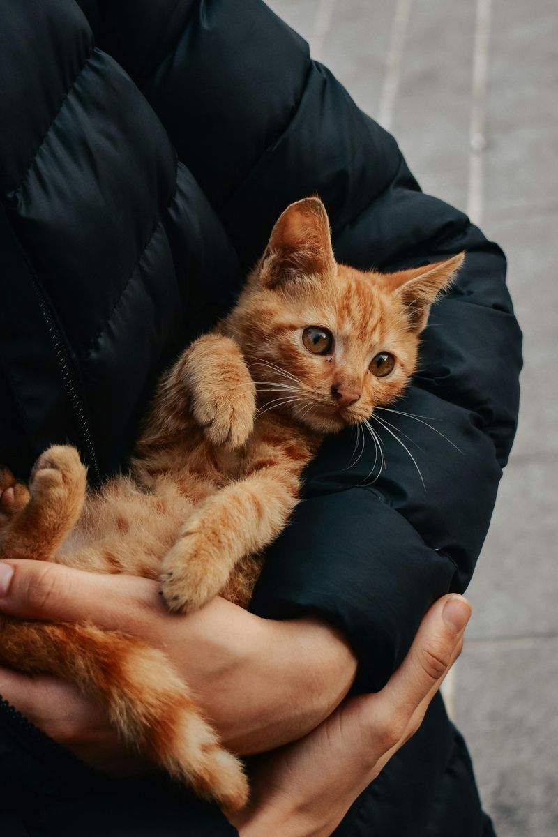 Paws & Whiskers Haven Singapore 15