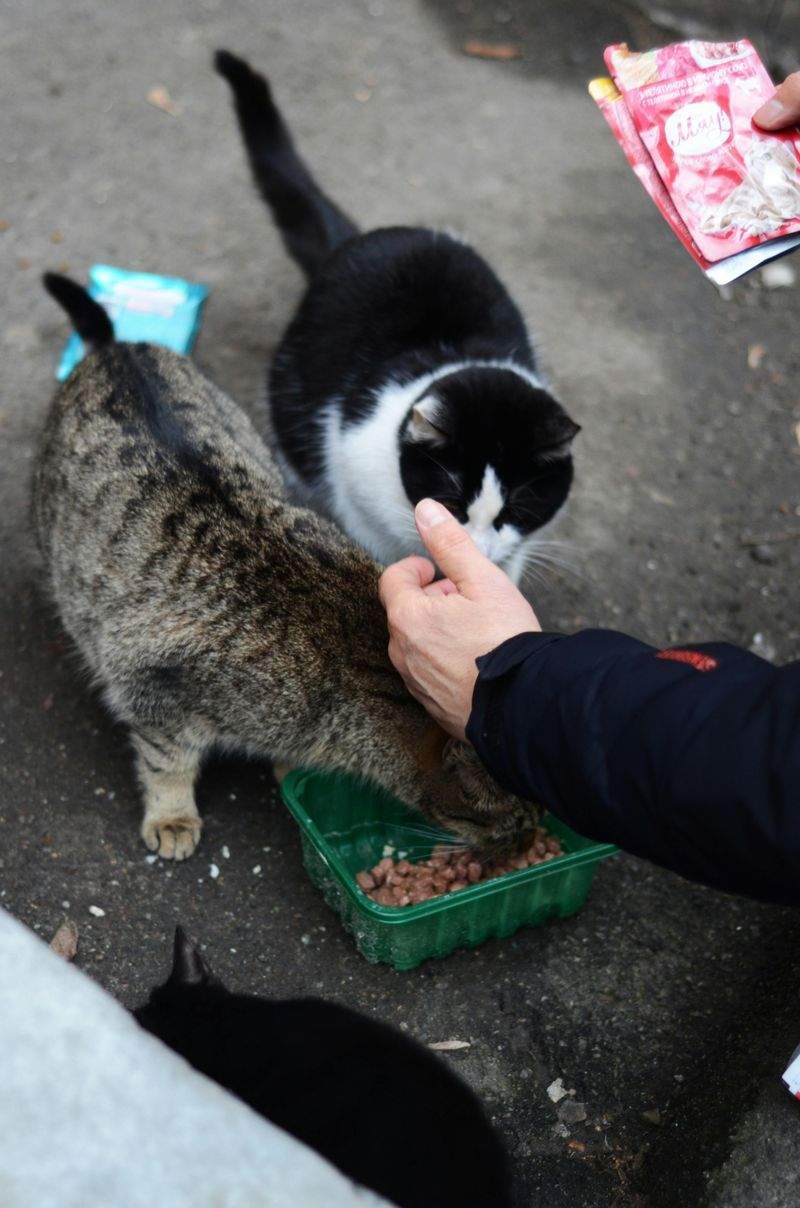 Paws & Whiskers Haven Singapore 4