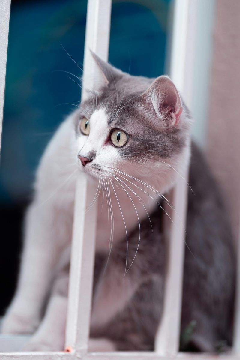 Paws & Whiskers Haven Singapore 7