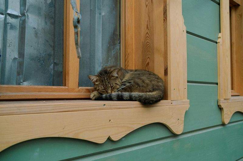 Health screening and basic veterinary coordination