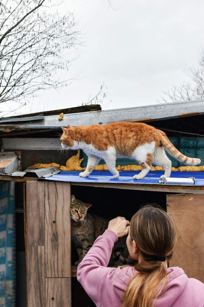 Kitten socialization and behavioral support