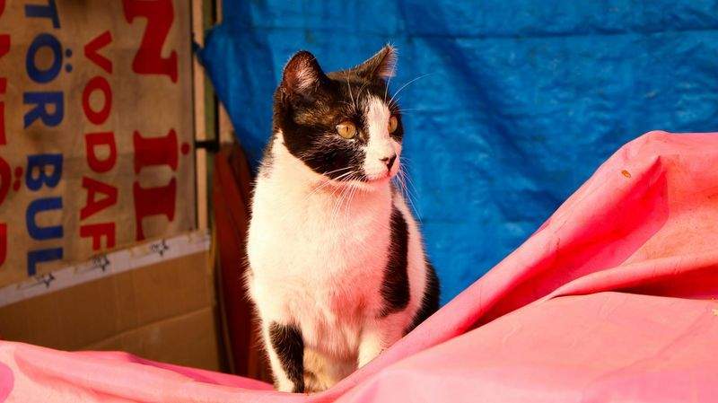 Community cat welfare assistance